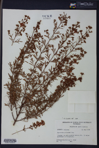 Hypericum galioides image