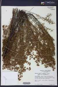 Hypericum galioides image
