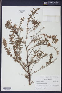 Hypericum galioides image