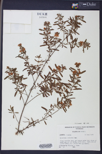 Hypericum galioides image