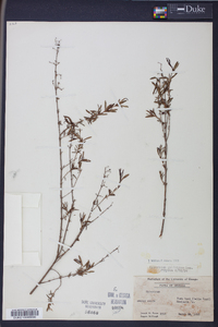 Hypericum galioides image