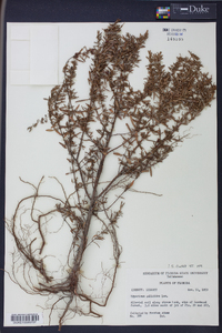 Hypericum galioides image