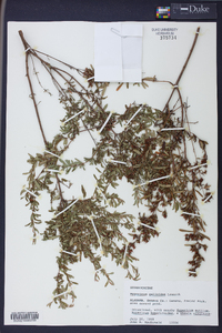 Hypericum galioides image