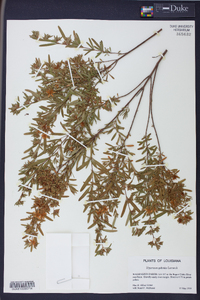 Hypericum galioides image