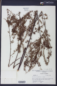 Hypericum lissophloeus image
