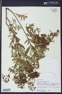 Hypericum lobocarpum image