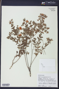 Hypericum myrtifolium image