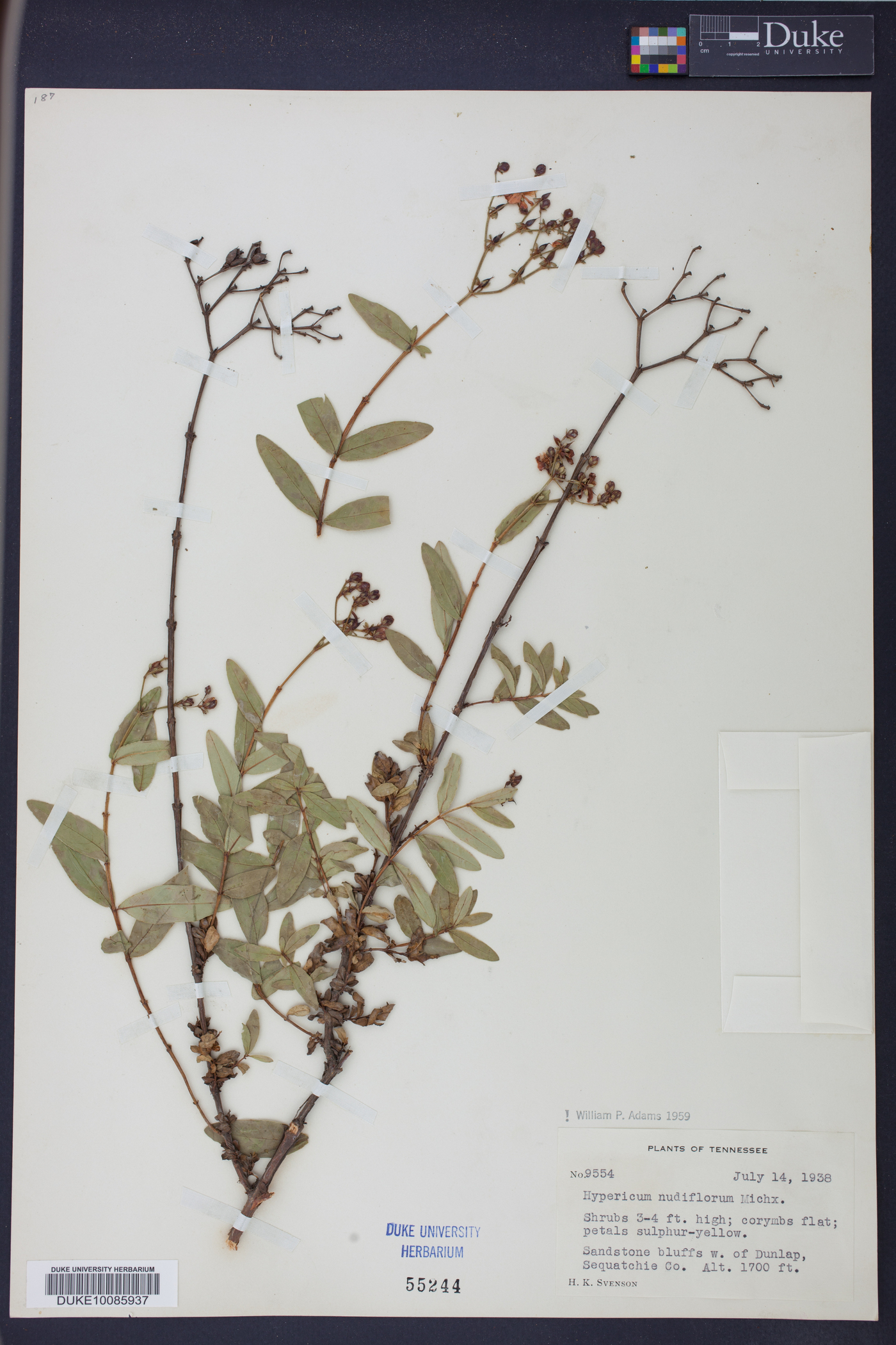 Hypericum nudiflorum image