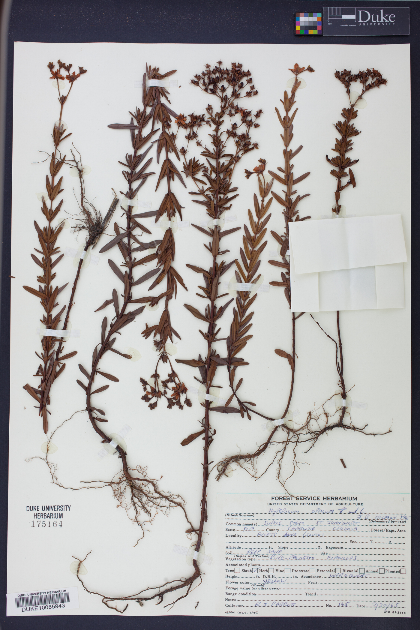 Hypericum opacum image