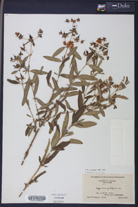 Hypericum prolificum image