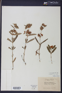 Hypericum prolificum image