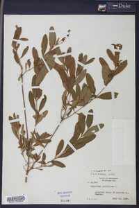 Hypericum prolificum image