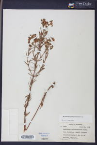 Hypericum sphaerocarpum image