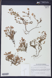 Hypericum suffruticosum image