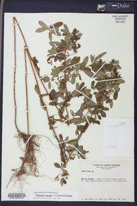 Triadenum walteri image