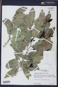 Drypetes diversifolia image