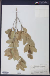 Drypetes diversifolia image