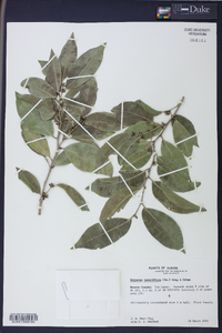 Drypetes lateriflora image