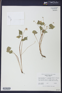 Viola pubescens var. scabriuscula image