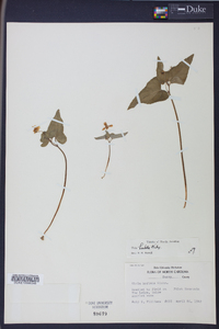 Viola hastata image