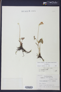 Viola palmata image