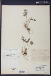 Viola palmata image