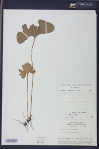 Viola palmata image