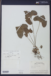 Viola palmata image