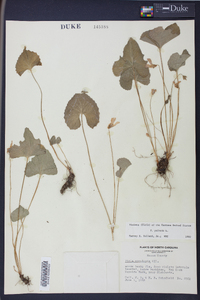 Viola palmata image