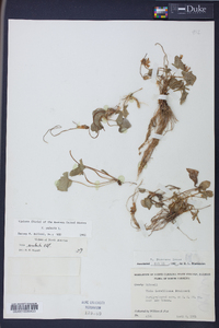 Viola palmata image