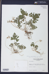 Viola palmata image