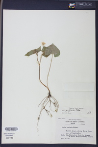 Viola pensylvanica image