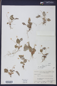 Viola primulifolia image