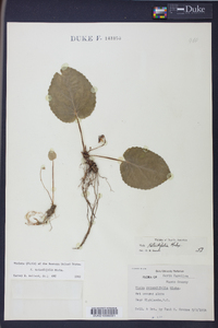 Viola rotundifolia image