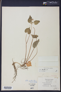 Viola canadensis var. rugulosa image