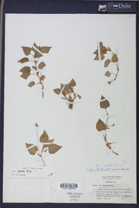 Viola striata image