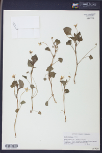 Viola striata image