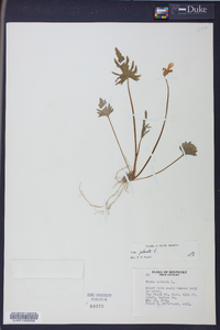 Viola palmata image