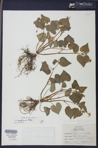 Viola pensylvanica image