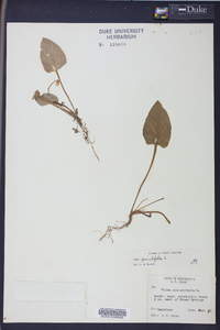 Viola primulifolia image