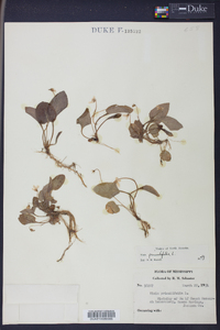 Viola primulifolia image