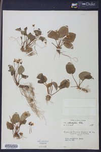 Viola rotundifolia image