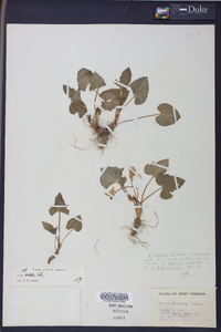 Viola triloba image