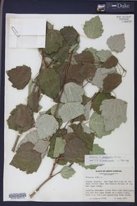 Populus × canescens image