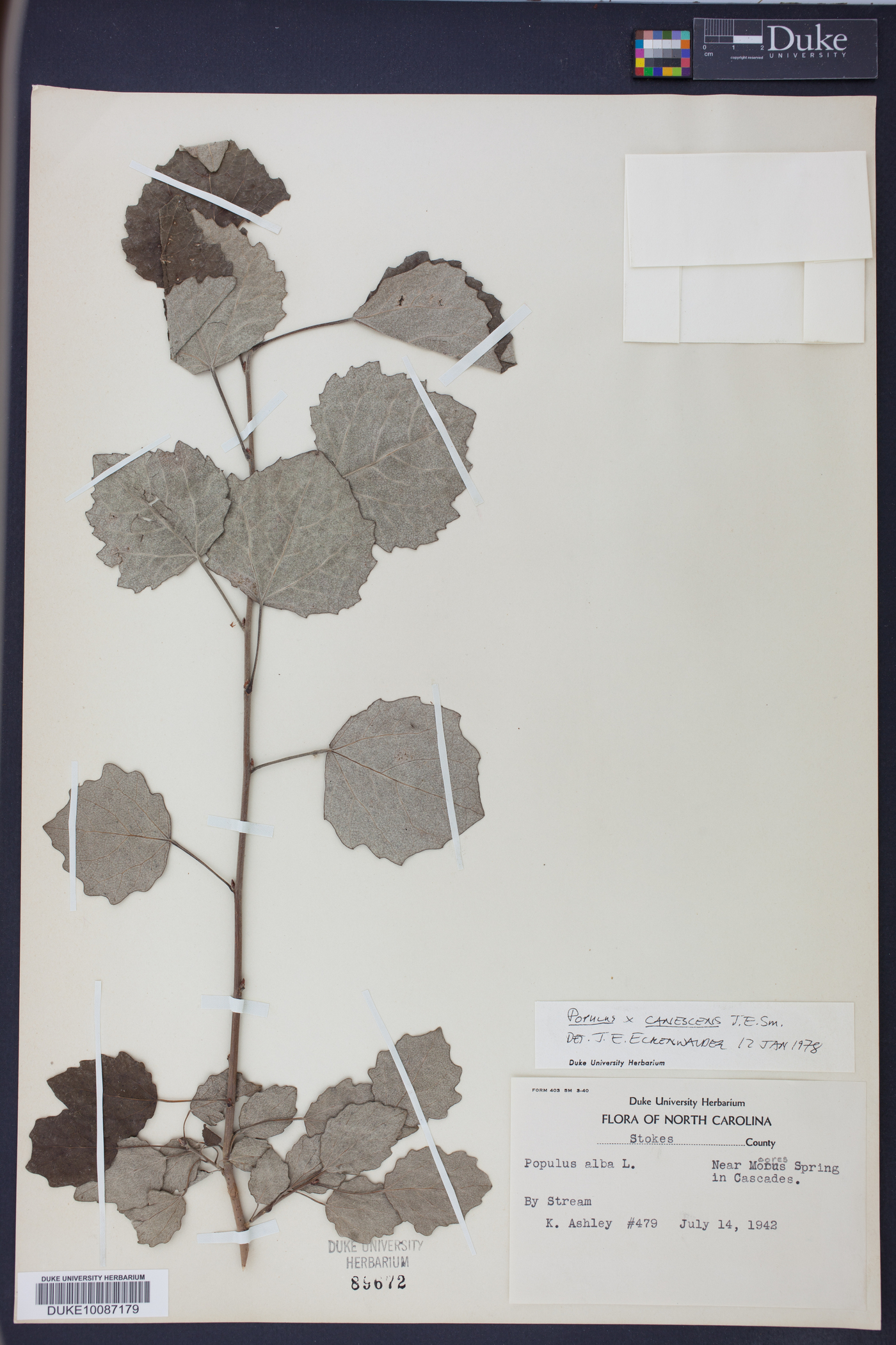 Populus × canescens image