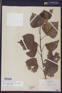 Populus deltoides subsp. deltoides image