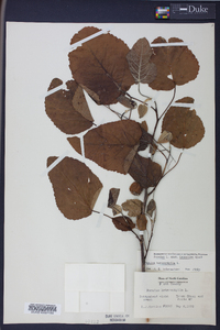 Populus heterophylla image