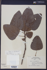 Populus heterophylla image