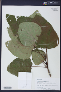 Populus heterophylla image