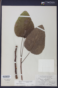 Populus heterophylla image